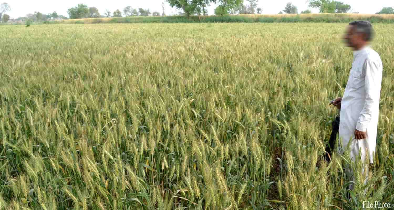 Himachal solan arki electric wire laid in field person burnt