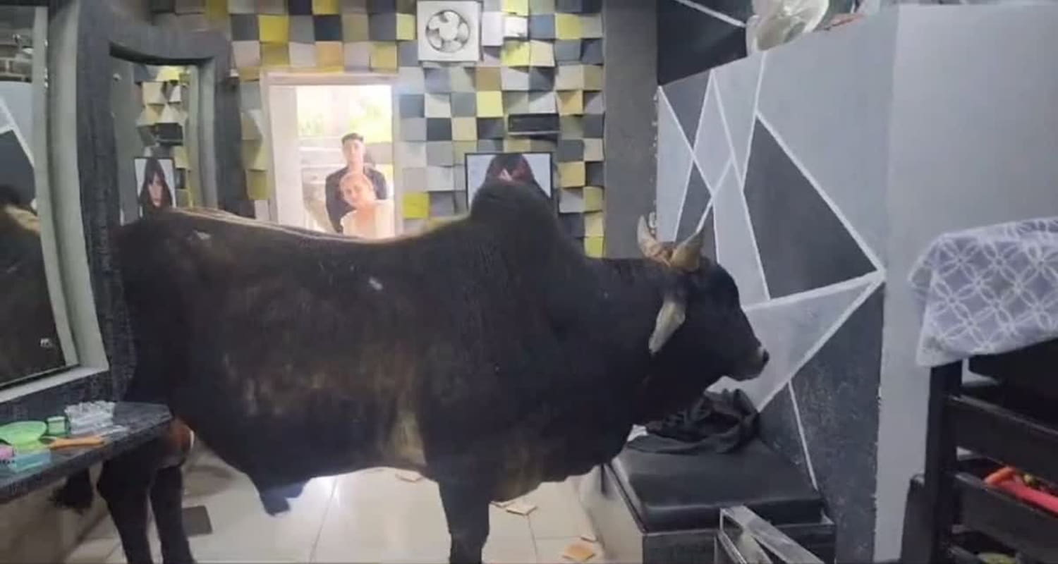 Stray bull entered salon second floor building himachal mandi sundernagar