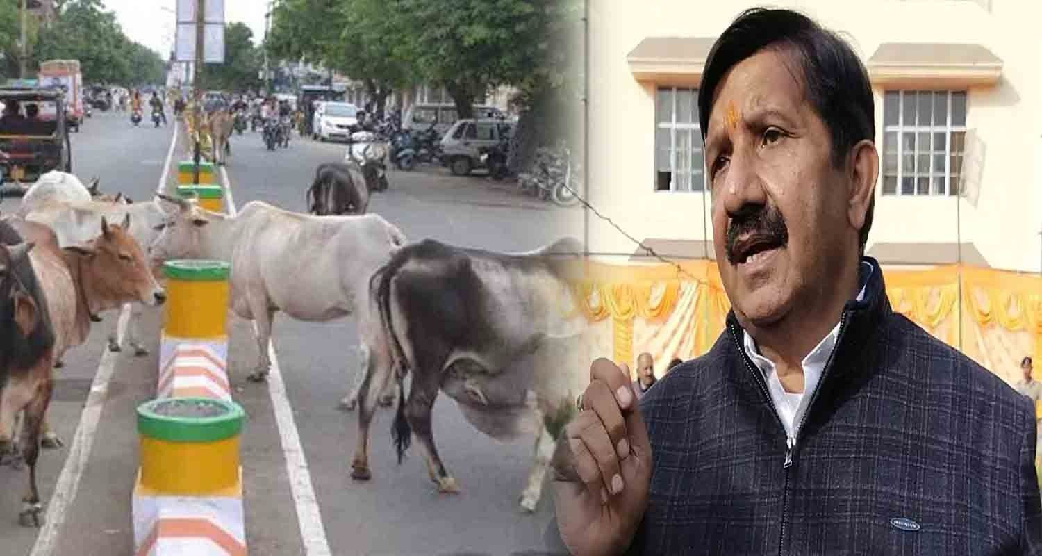 Boy bike slip cow haroli una