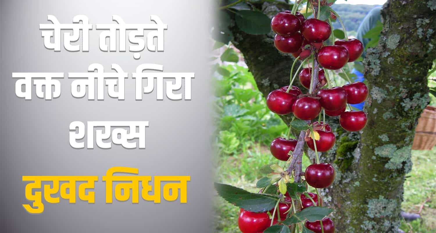 Tree man fell died nirmand kullu himachal