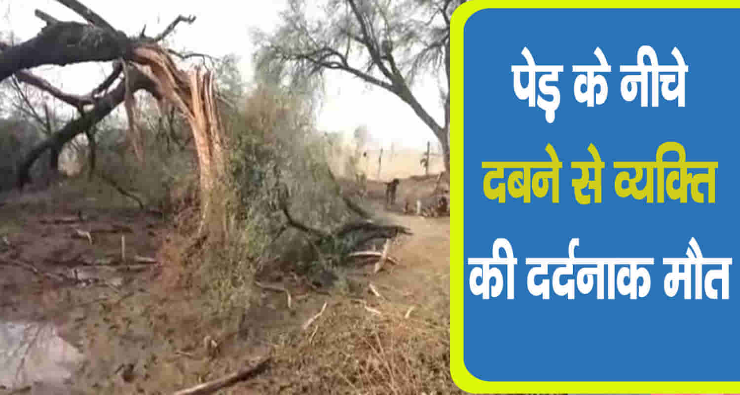 Himachal kullu tree fall one person