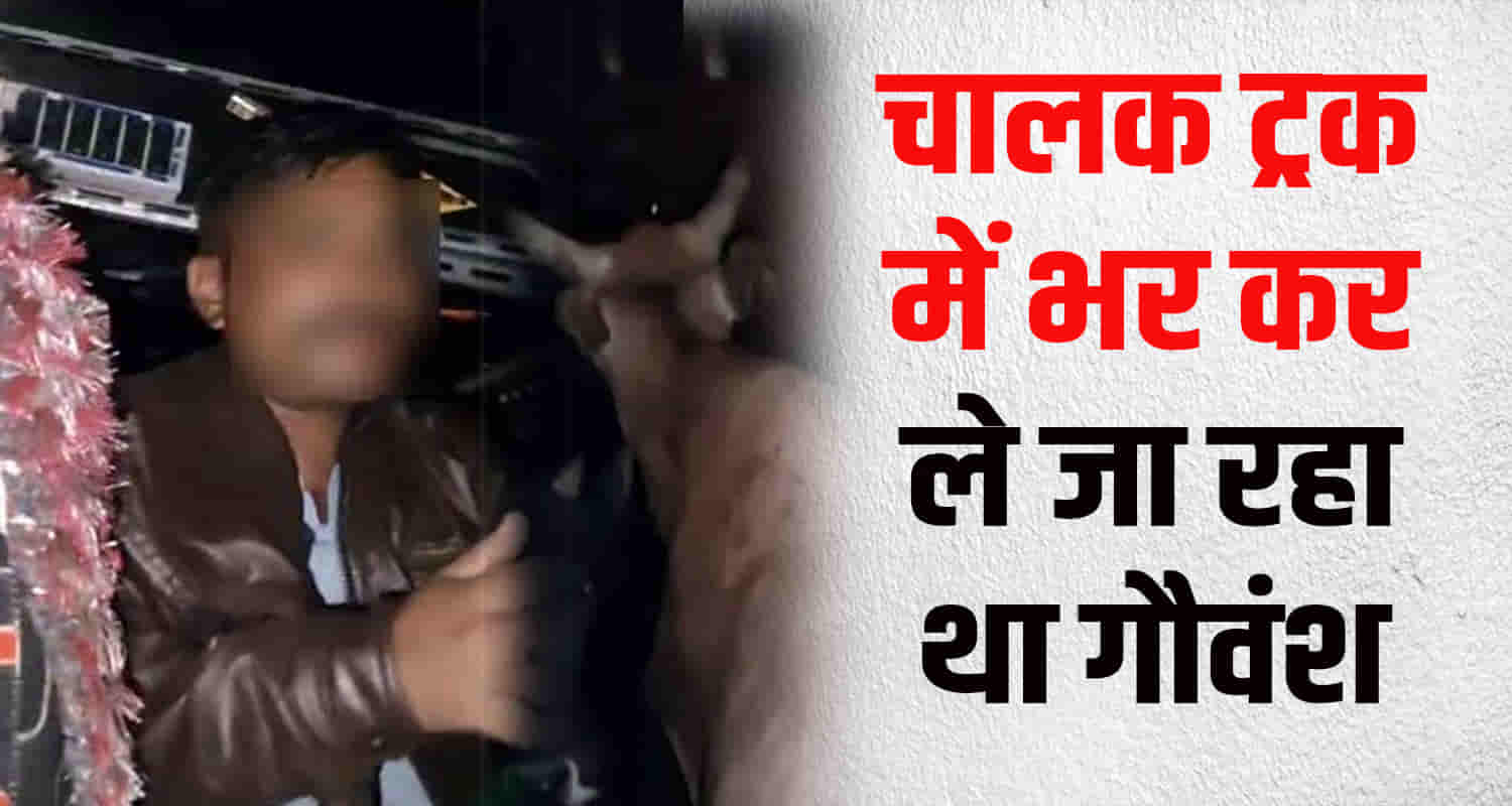 Himachal kullu manali muslim person saved cows truck driver caught cow smuggling