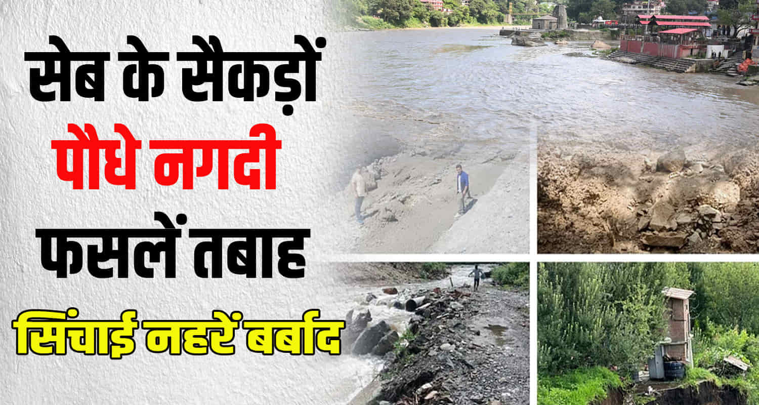 Himachal kinnaur monsoon weather report