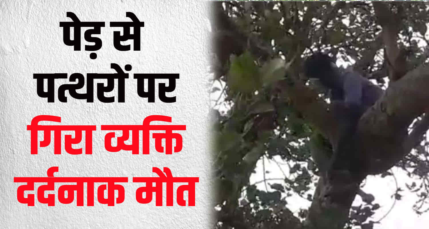 Himachal bilaspur ghumarwi labourer fall tree