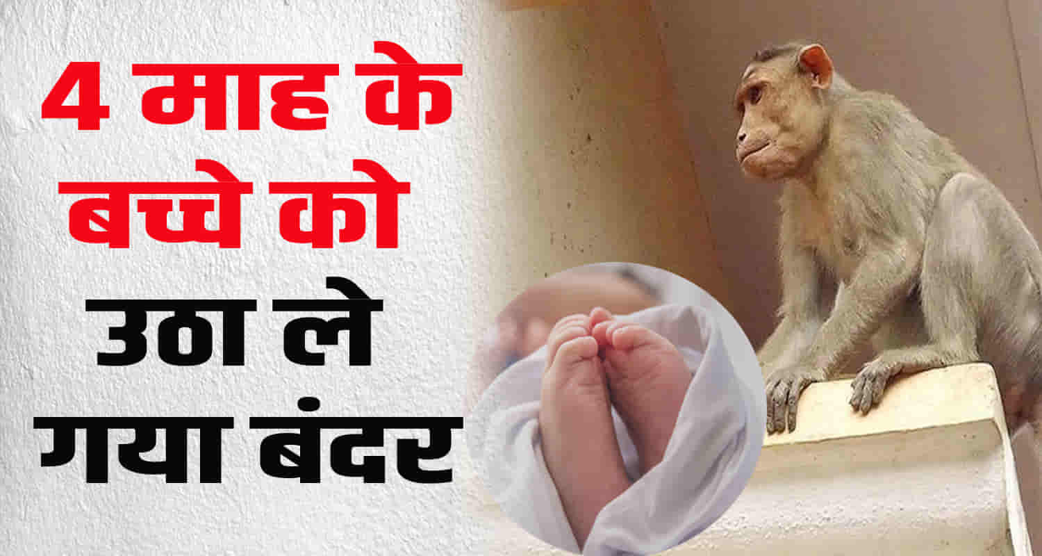 Himachal una monkey takes away 4 month old baby mother lap