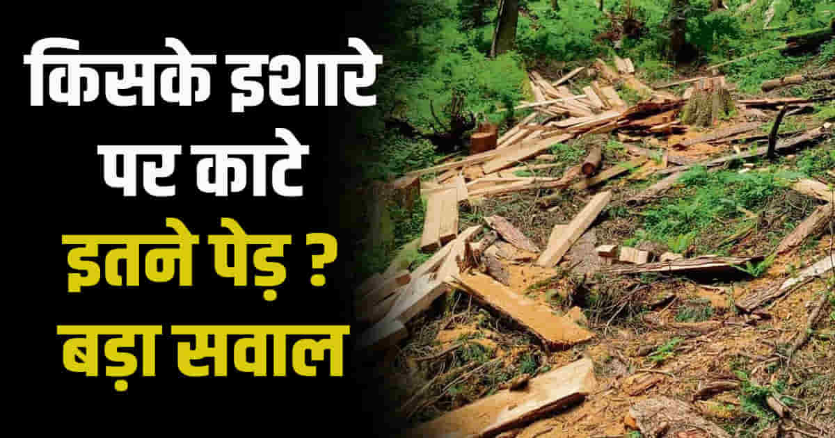 Bjp mla surendra shourie disclosed cutting 400 green trees himachal kullu banjar forest