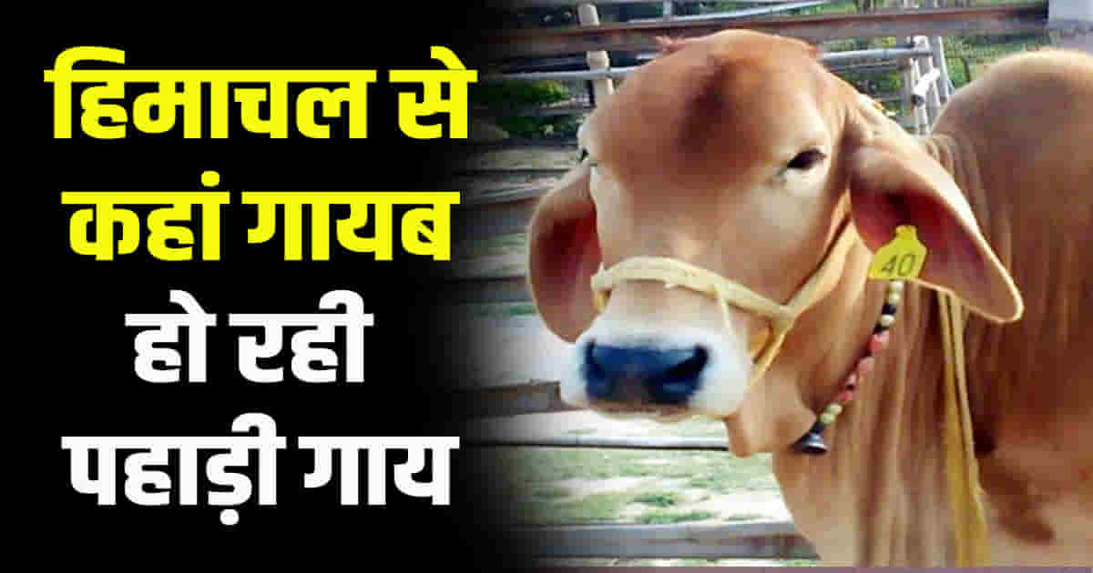 Lakhs of hill cows mysteriously disappeared in himachal