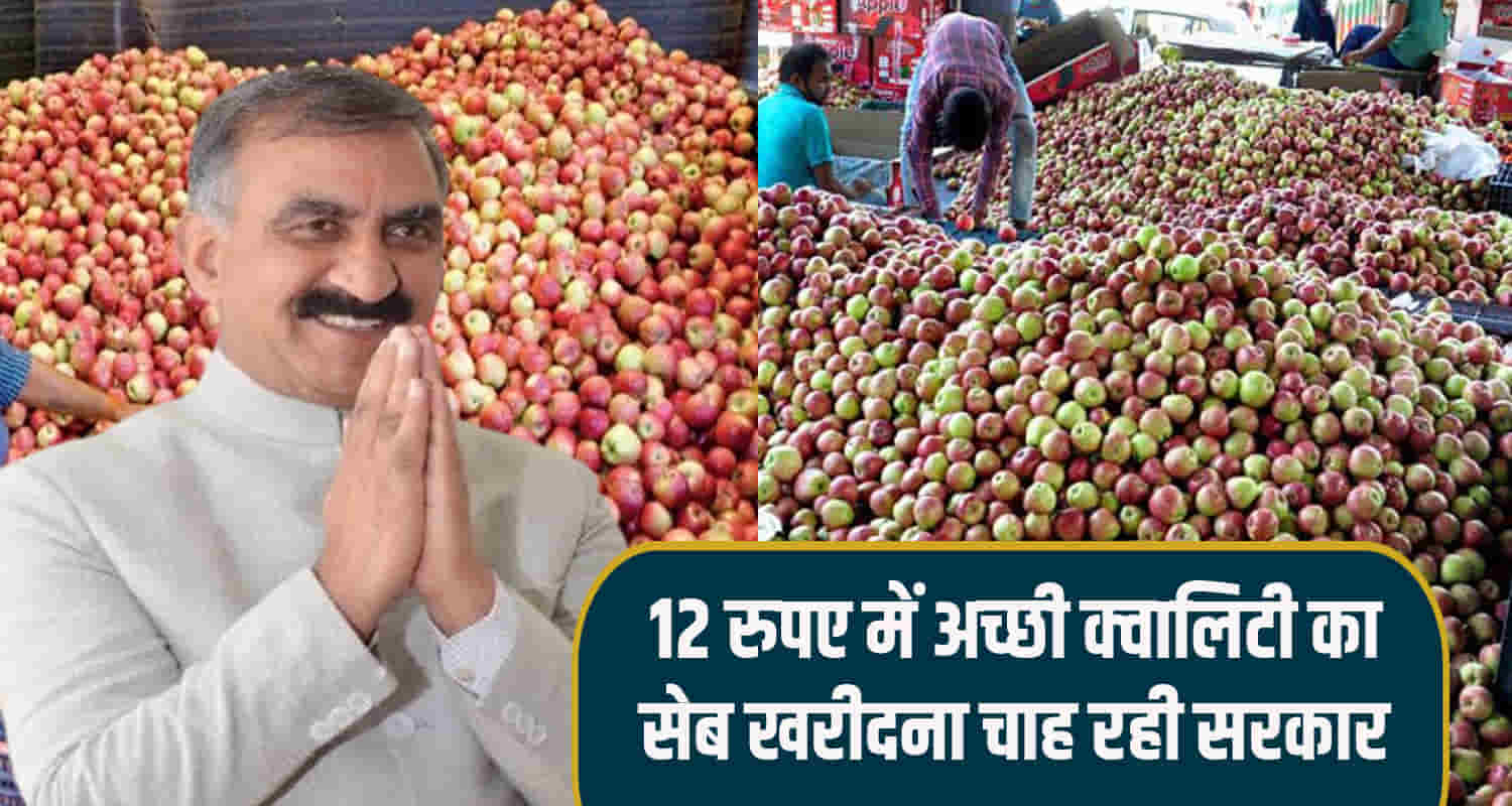 Shock himachal gardeners sukhu govt buy small and tainted apples under mis scheme