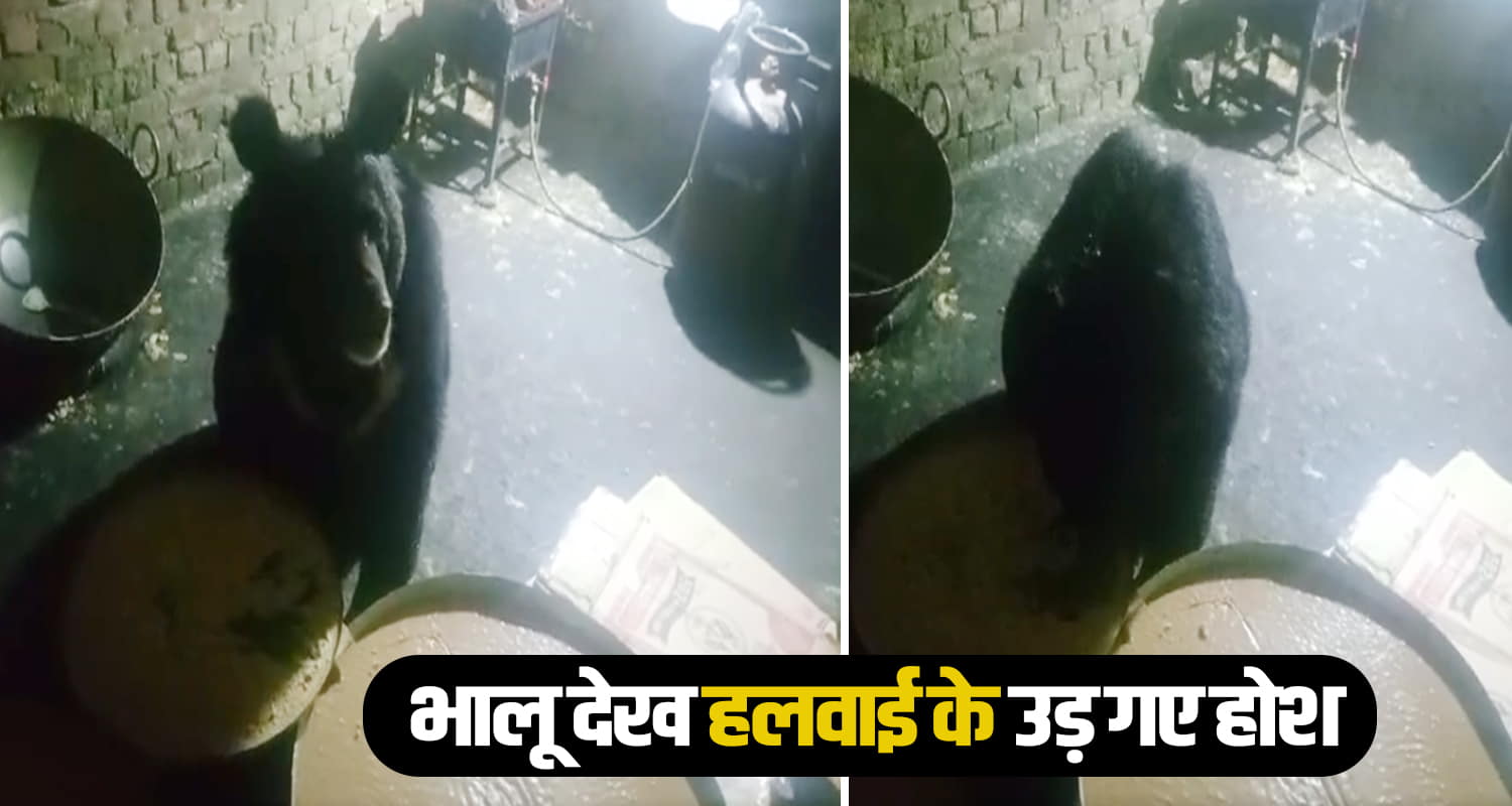 Bear secretly enters sweet shop in himachal spoils barfi feast