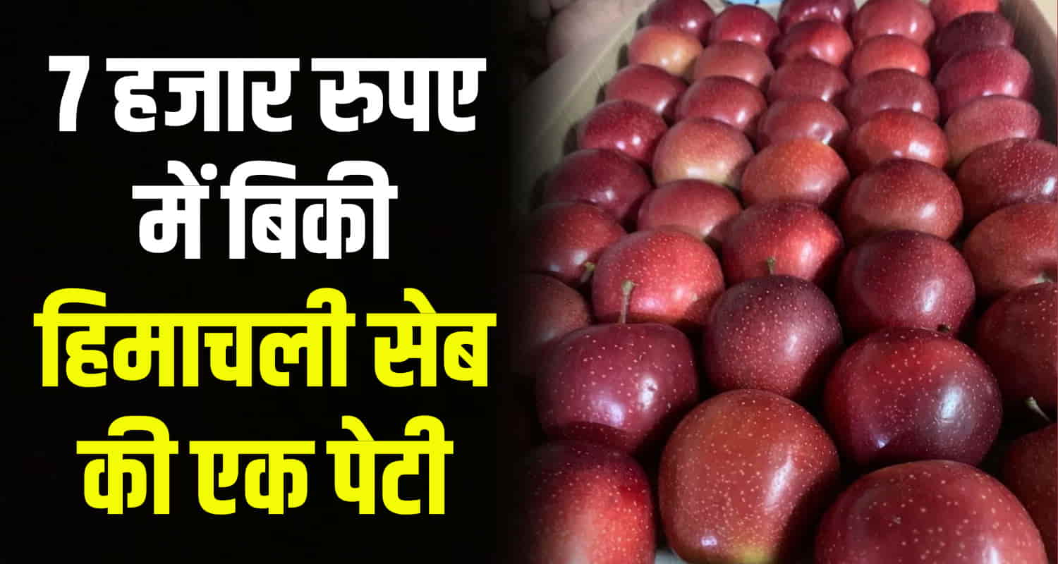Himachal apple season 7000 per box highest price market rate