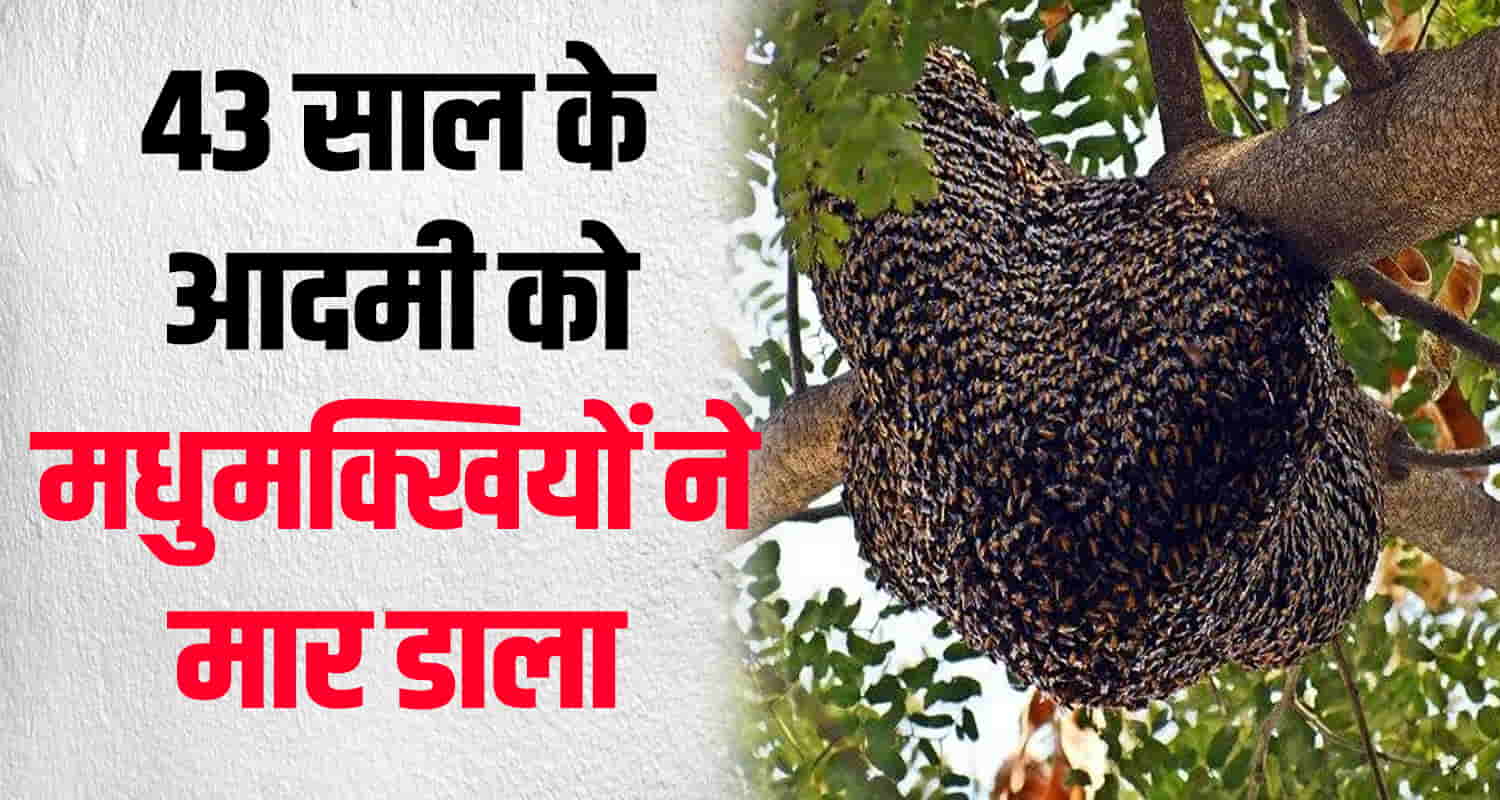 Hamirpur honey bees labourer uttar pradesh nadaun himachal