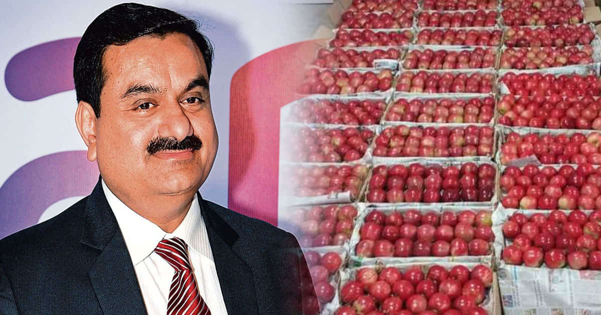 Company adani agro fresh limited brought huge drop price of apples himachal
