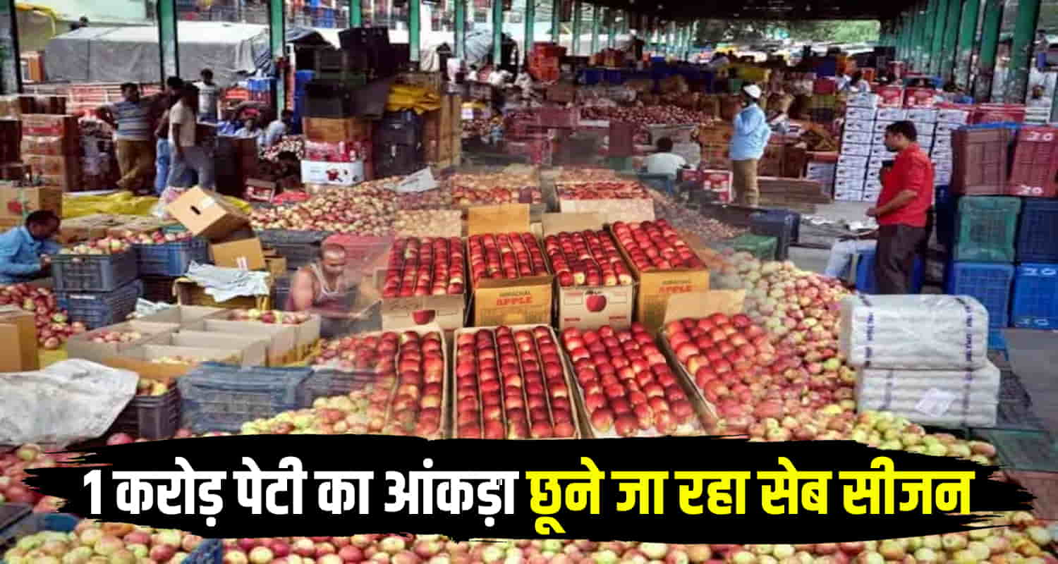Himachal apple season number apple boxes one crore mandi shimla news