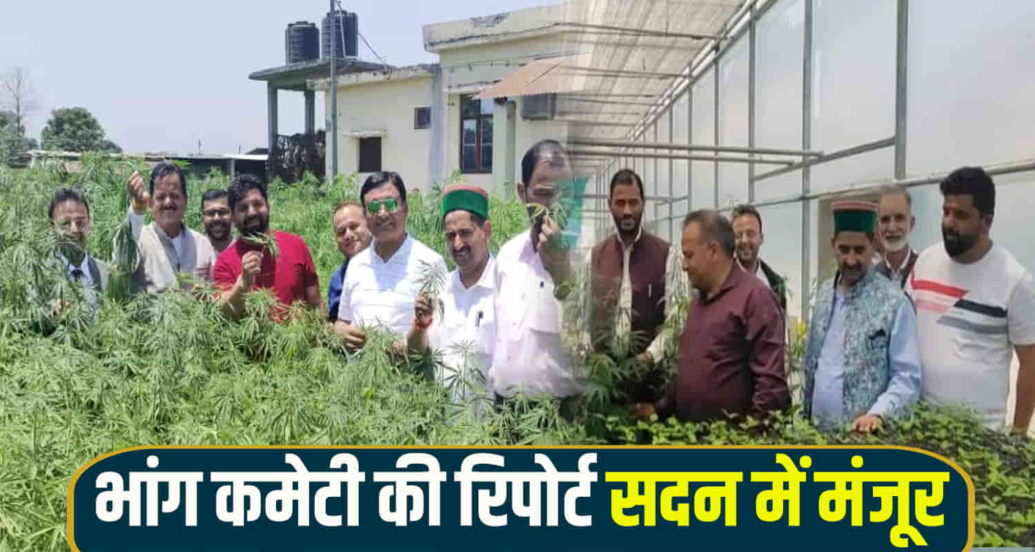 Cannabis plantation legal himachal pradesh sukhu govt monsoon session hemp