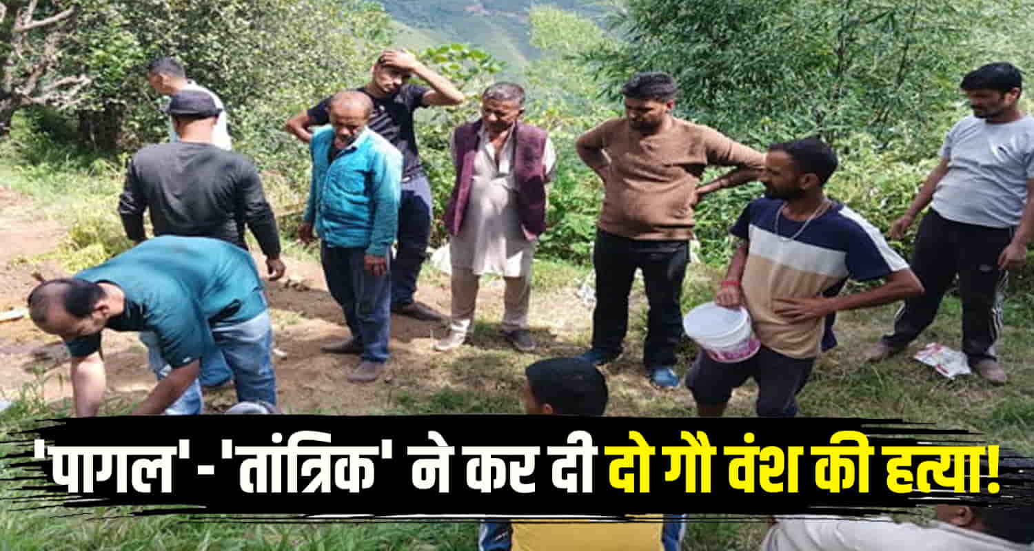 Himachal news sirmour sangrah police station two pregnant cows were treated inhumanely