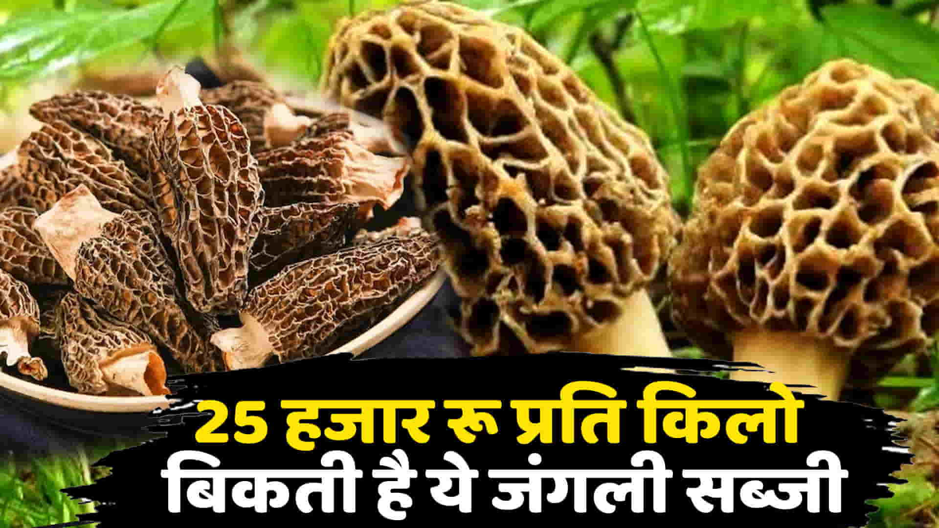 Himachal news utility gucchi mashroom vegitable morchella esculenta