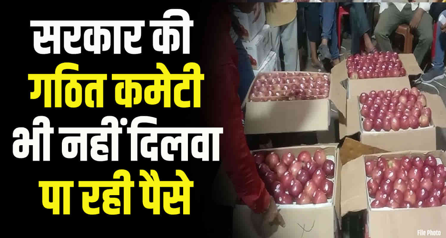 25 80 crore rupees 600 apple growers himachal are pending middlemen