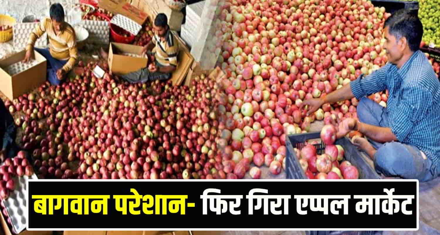 Himachal news price of apple has fallen by rs 300 to rs 400 per box