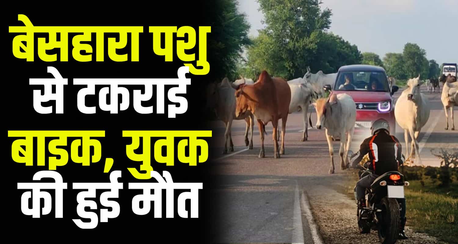 Bilaspur road 23 years old boy ghumarwin stray animal himachal