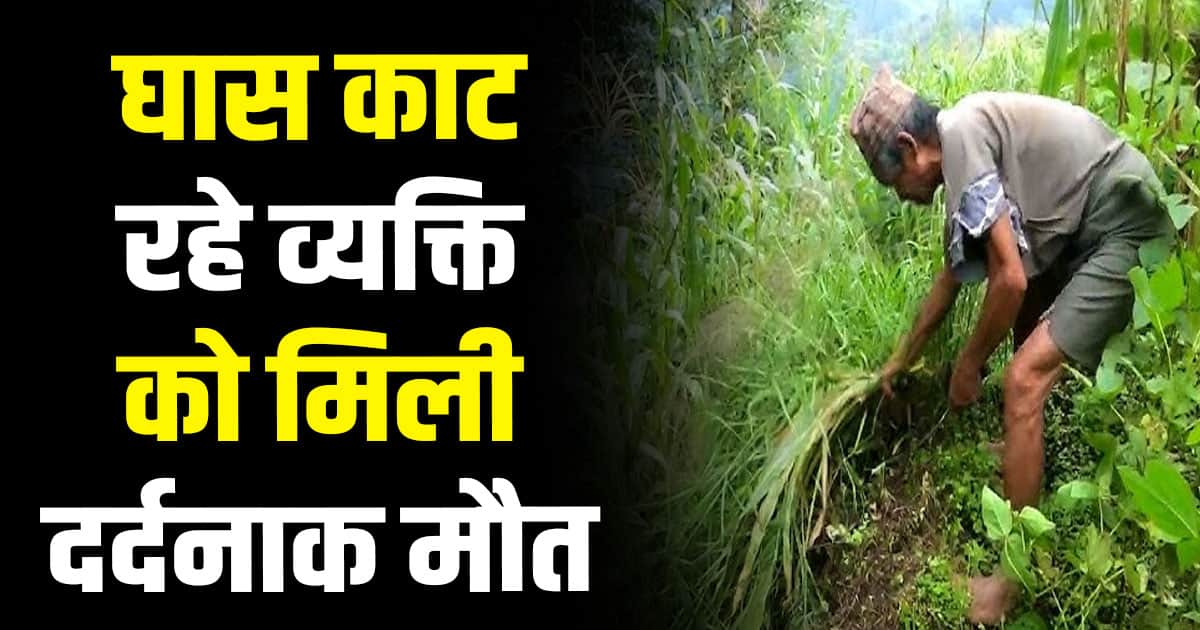 Kullu 49 years old man villager tree fodder animals himachal