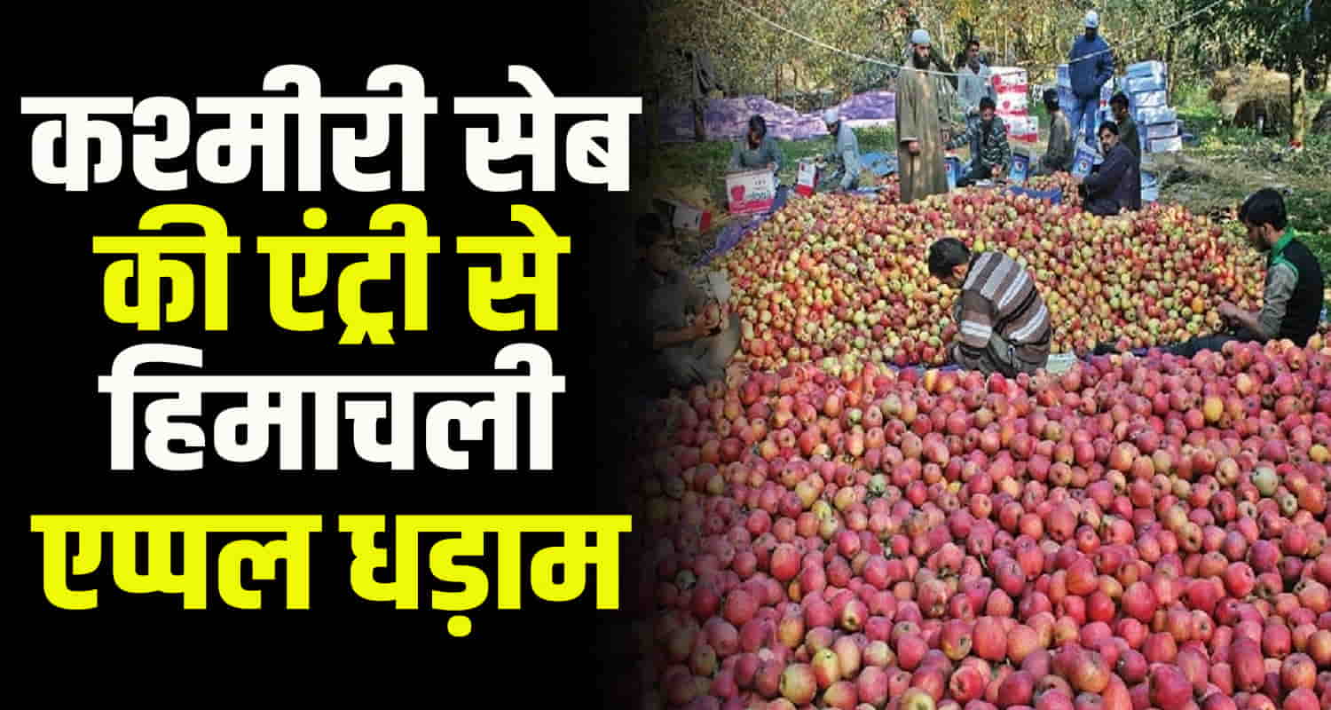 Himachal apple production kashmiri apple price market update