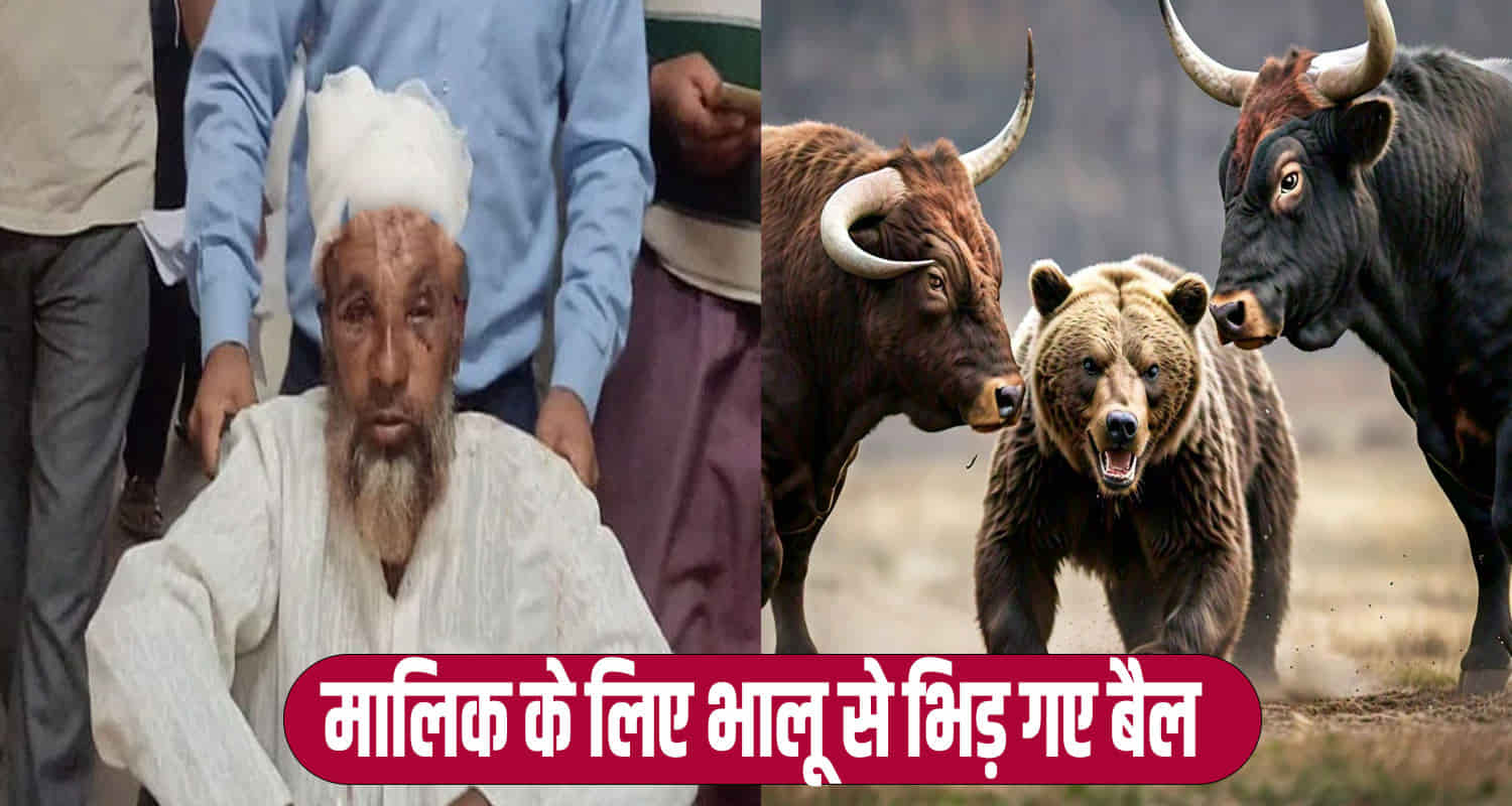 Bear attacked in jumhar dhar located in chamba district of himachal pradesh