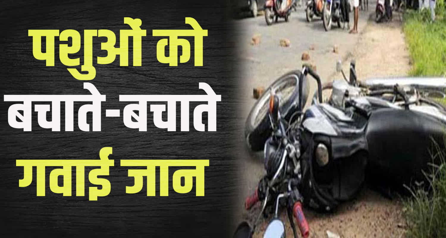 Himachal news hindi kangra bike driver saving the helpless animals motorcycle skidded