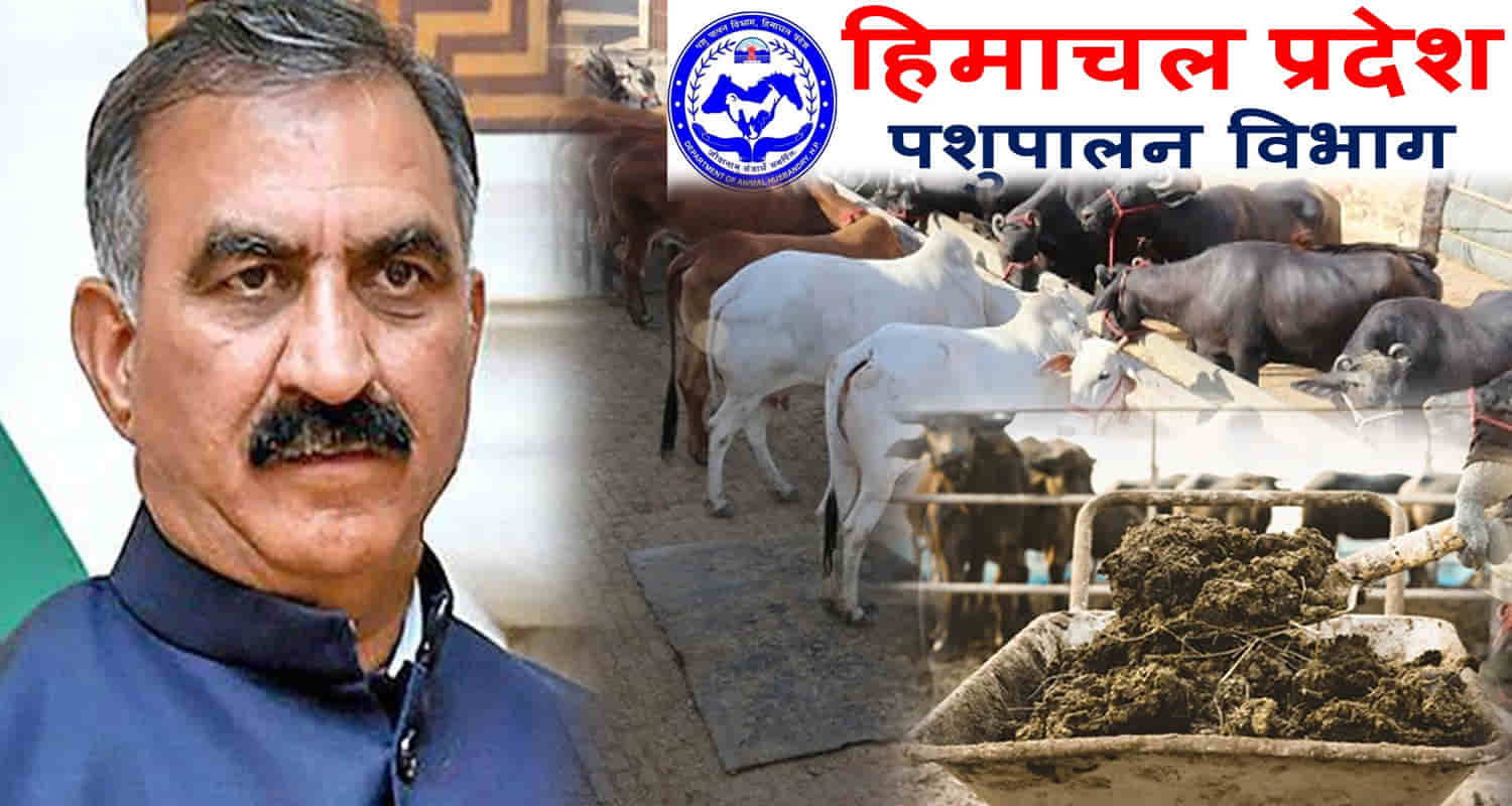 Himachal congress guarantee department start work buy cattle dung rearers