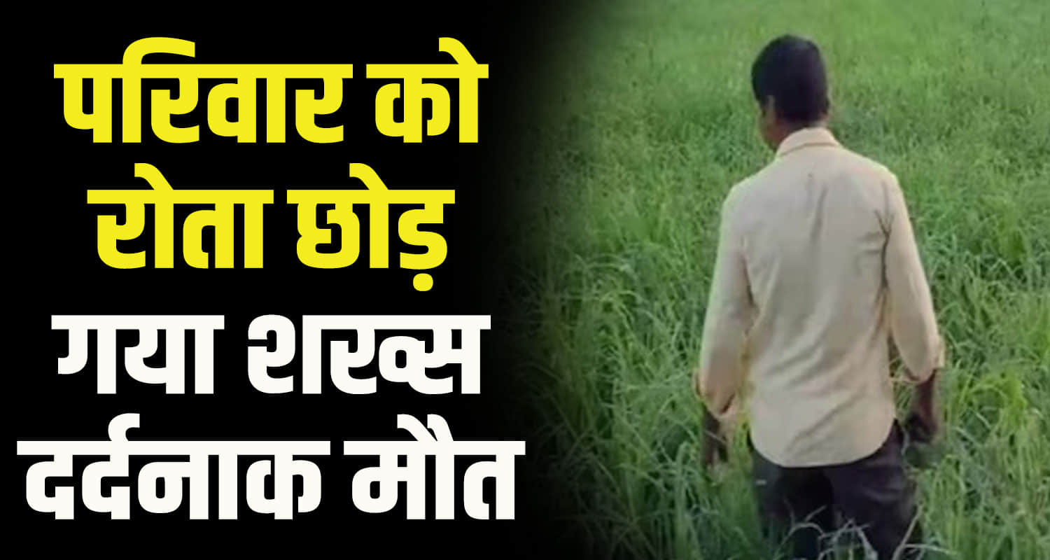 A person fell from a tree in himachal kangra district