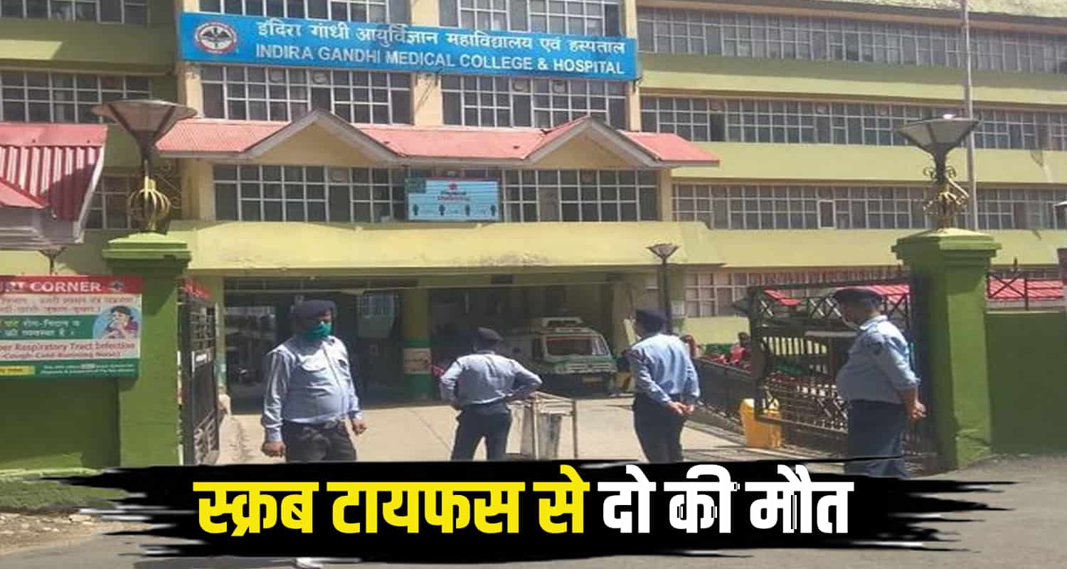 Scrub typhus himachal two patients no more igmc shimla news update hindi