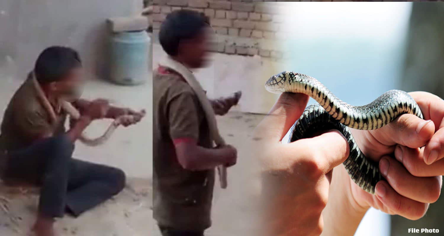 Himachal una gagret drunkard man around village holding live snake hand