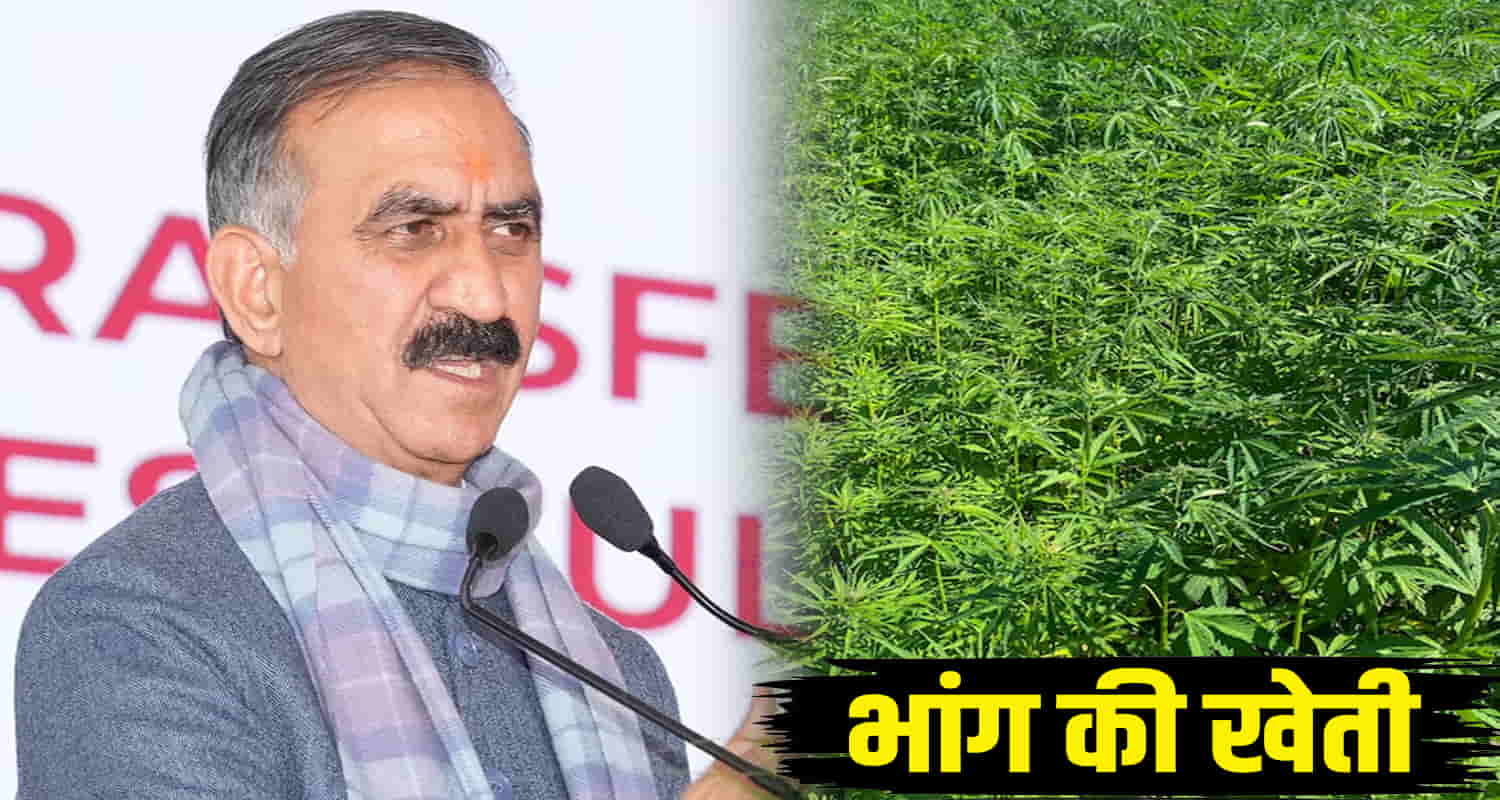 Palampur of himachal and hemp will be cultivated in solan news update shimla cm sukhu
