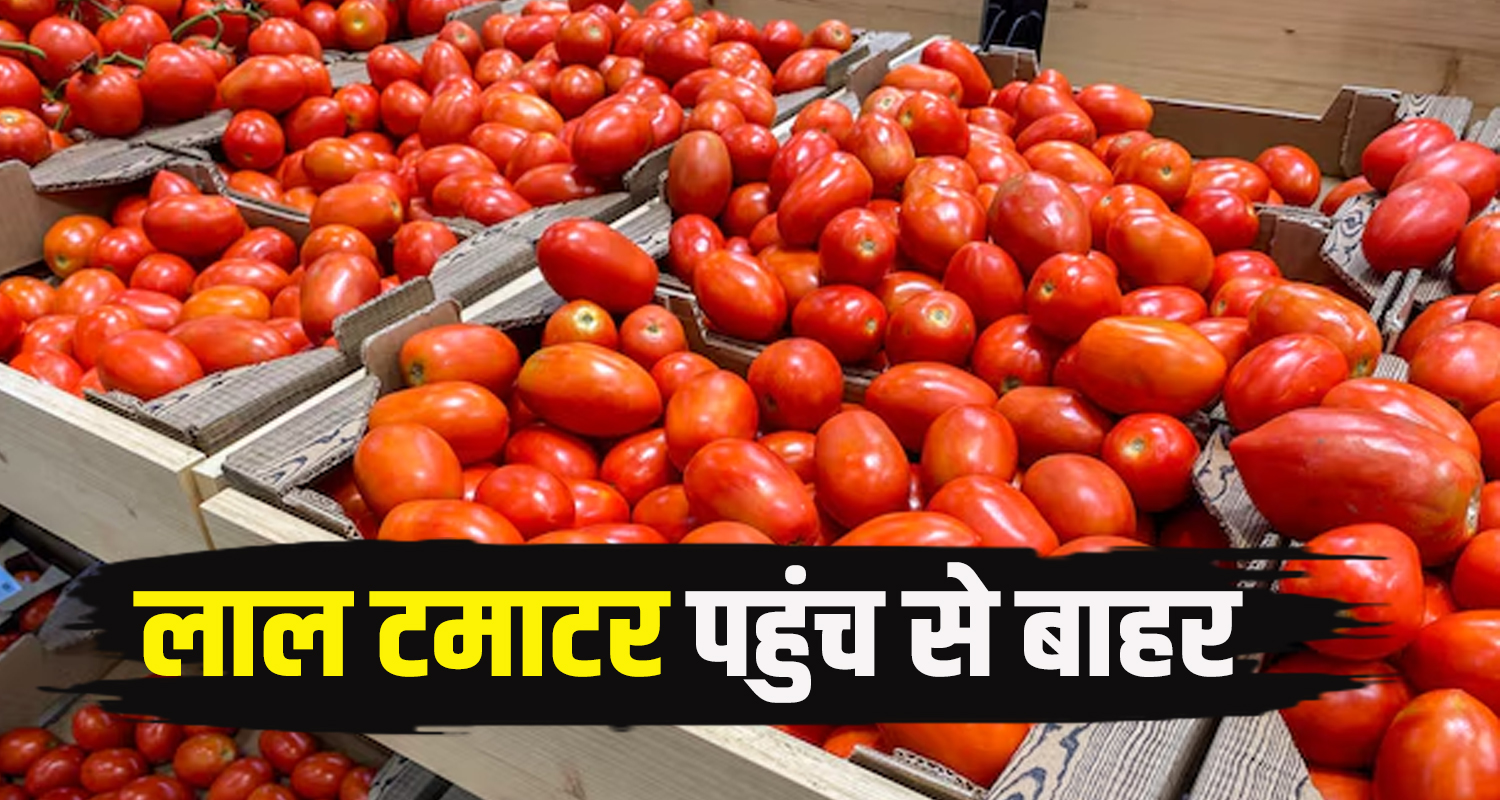 Himachal news update hindi vegitable price hike tomato rate increased