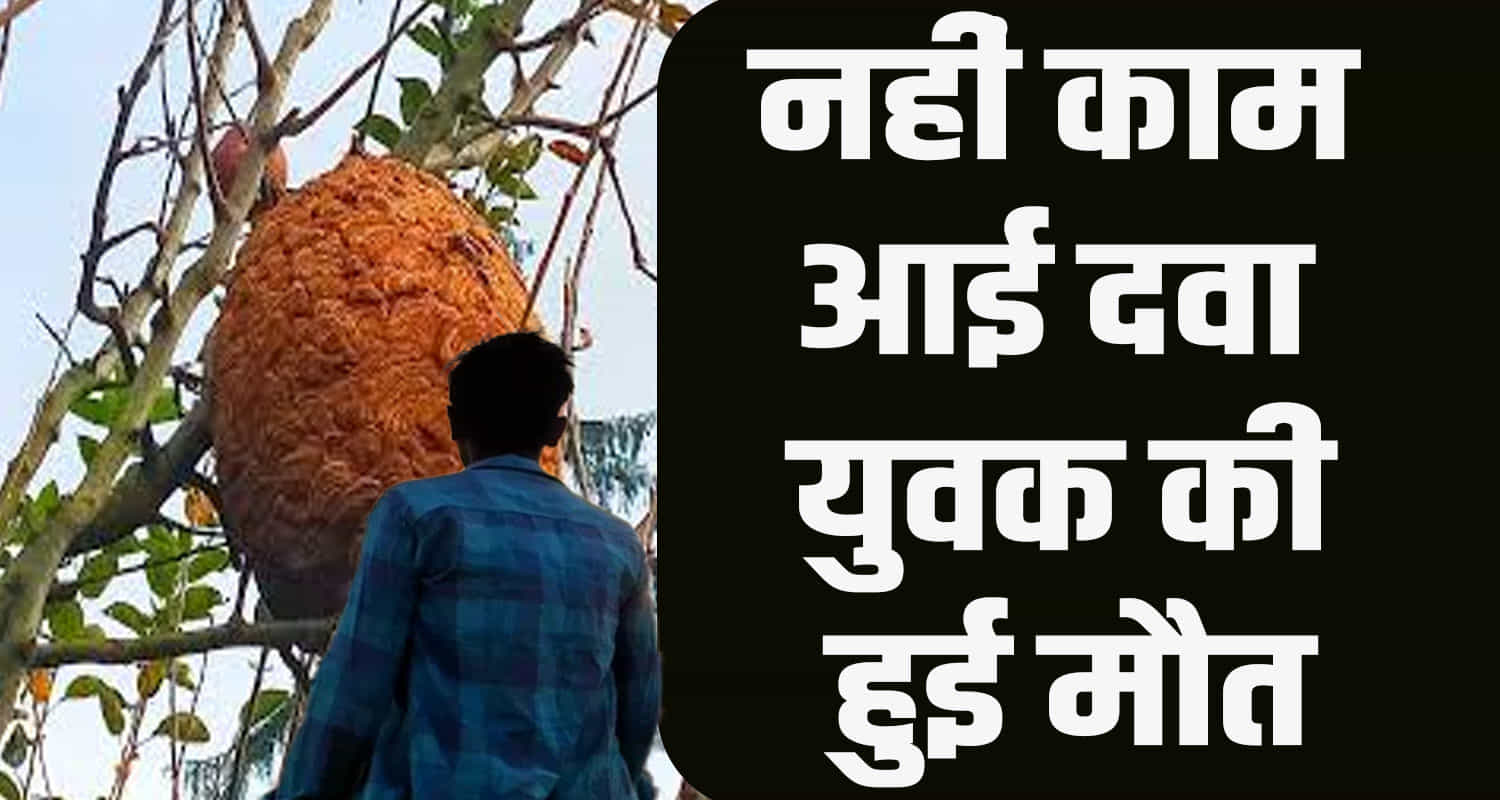 35 years old hornet tree kangra ranital himachal pradesh