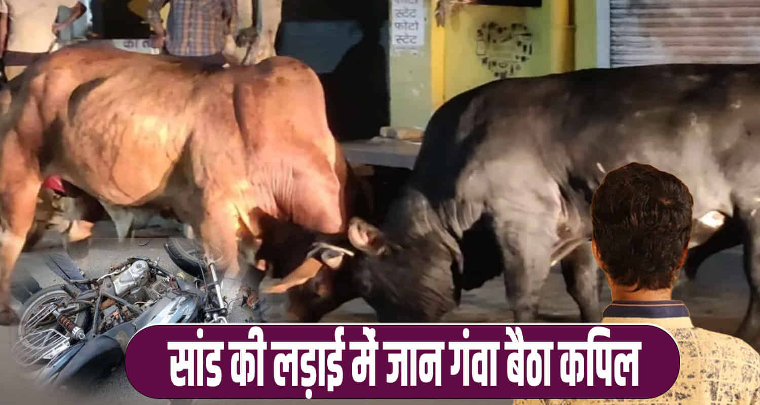 Himachal bulls clashed on the road hit a bike no one survived