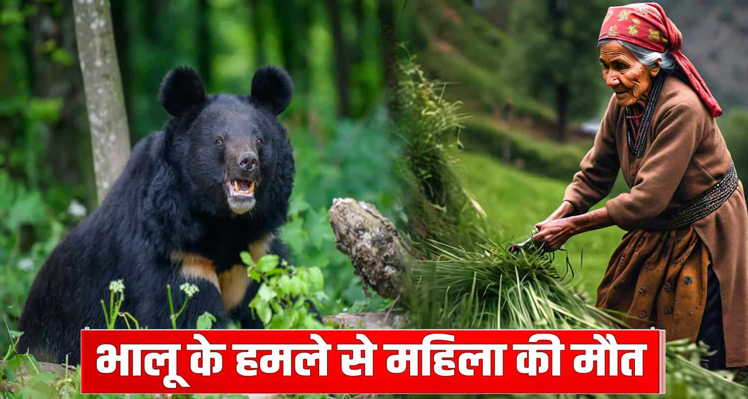 63 years old women bear multhan baijnath kangra himachal pradesh