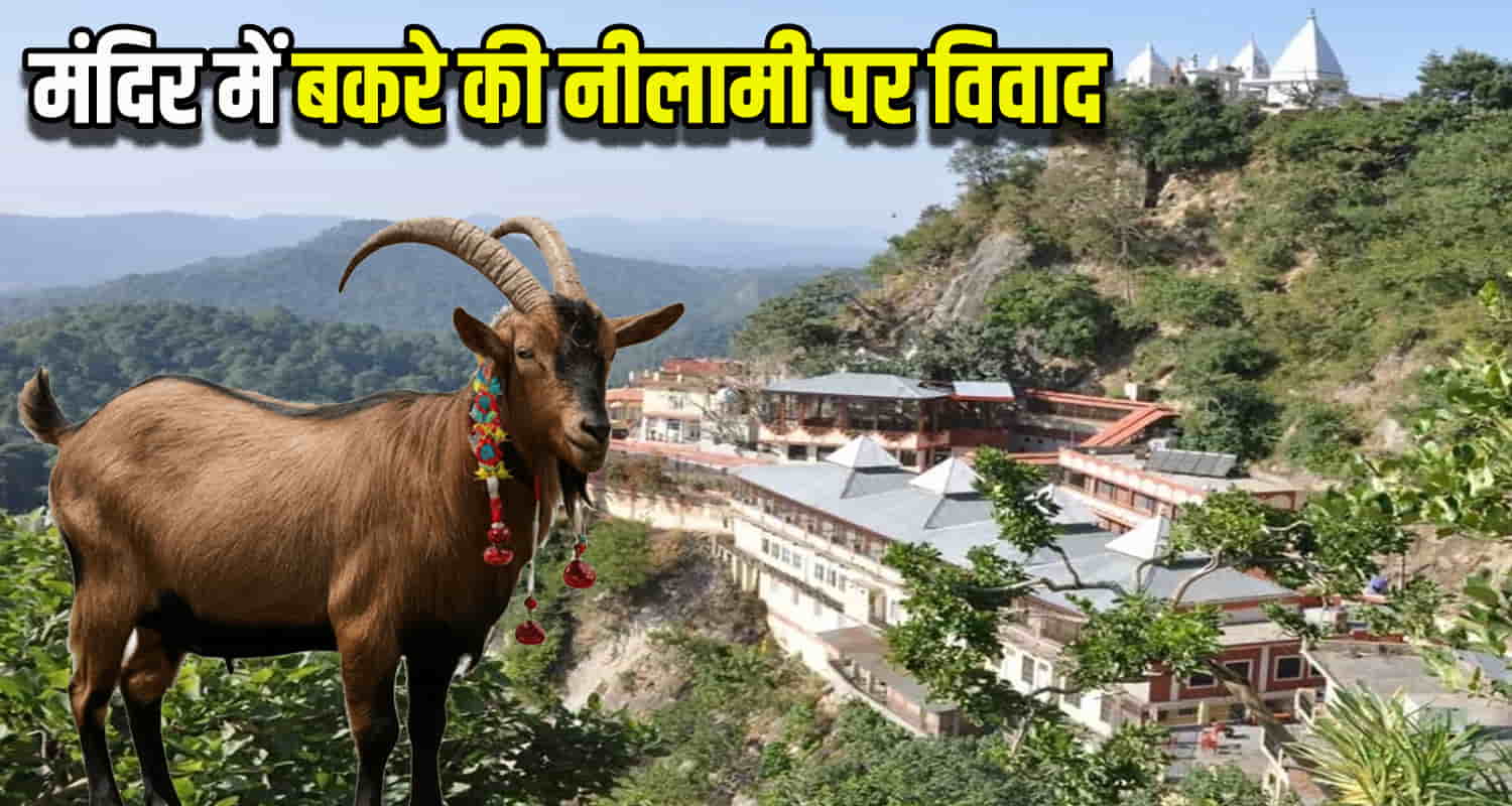 Alleged irregularities in the auction of goats baba balaknath temple deotsidh himahcal