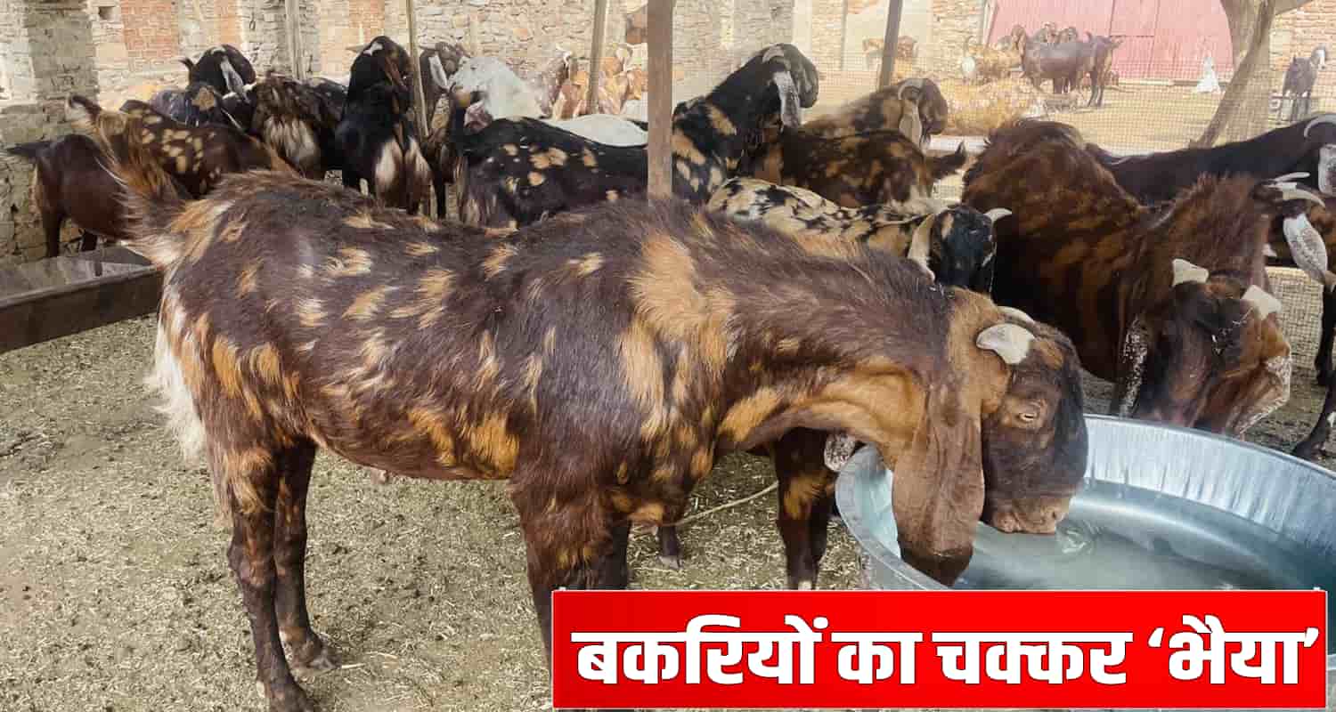Goats purchase instagram online fraud sirmaur himachal pradesh