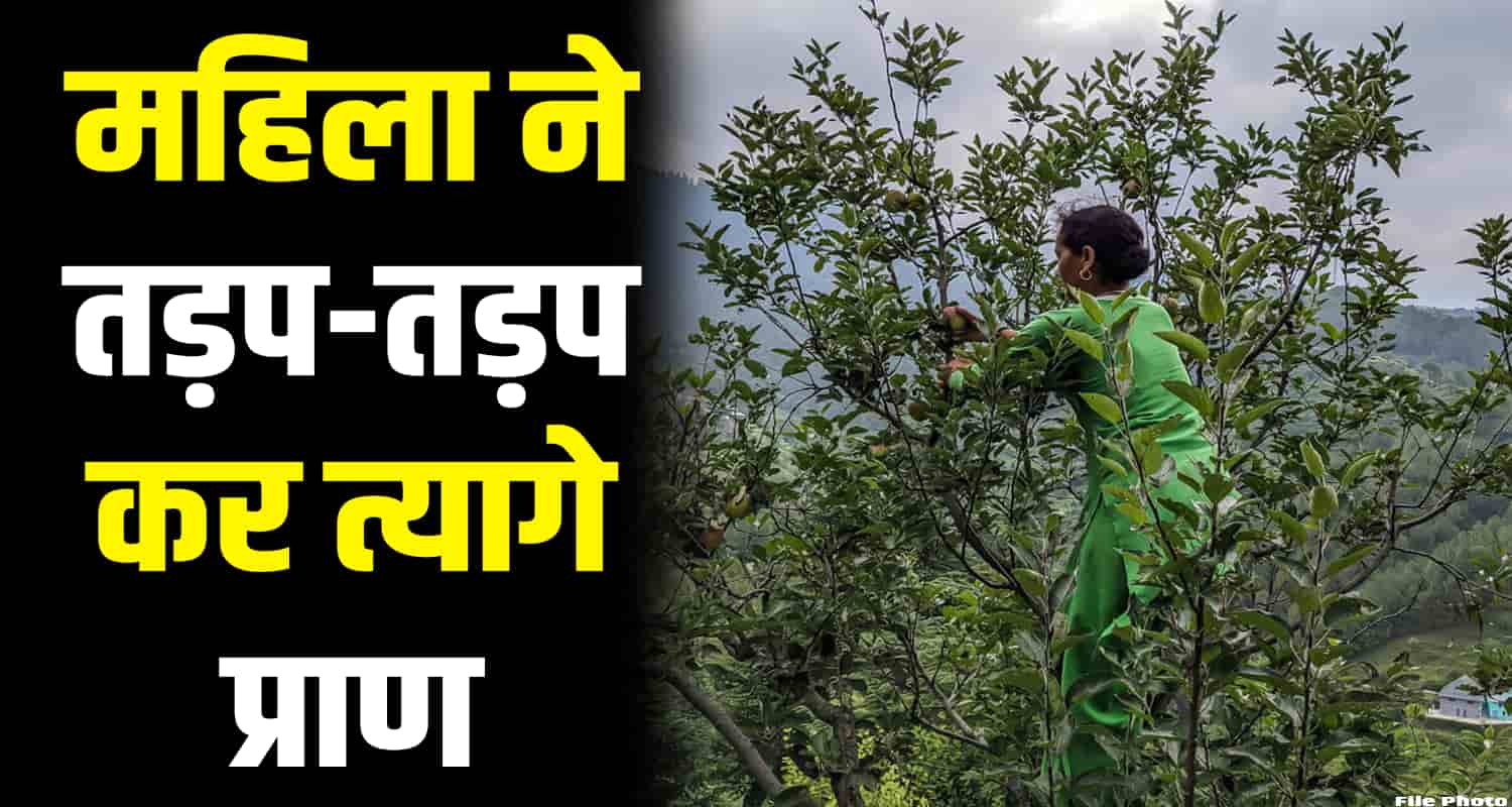 Villgaer women cattles grass himachal pradesh kangra