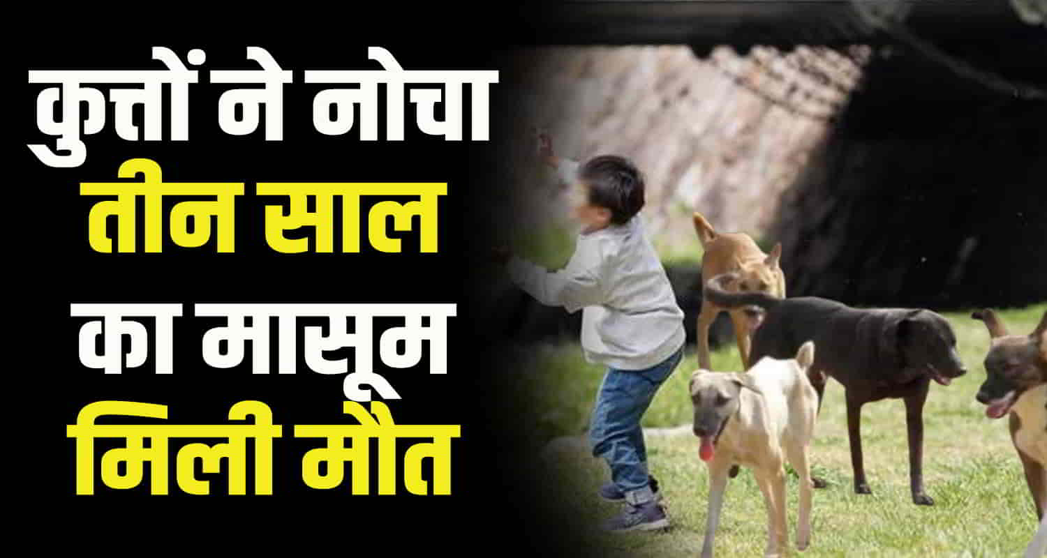 A three year old child mauled stray dogs tandi lahaul spiti himachal