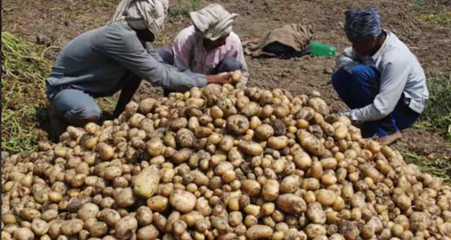 Himachal farmer sold potatoes worth 49 lakhs middleman refusing pay money