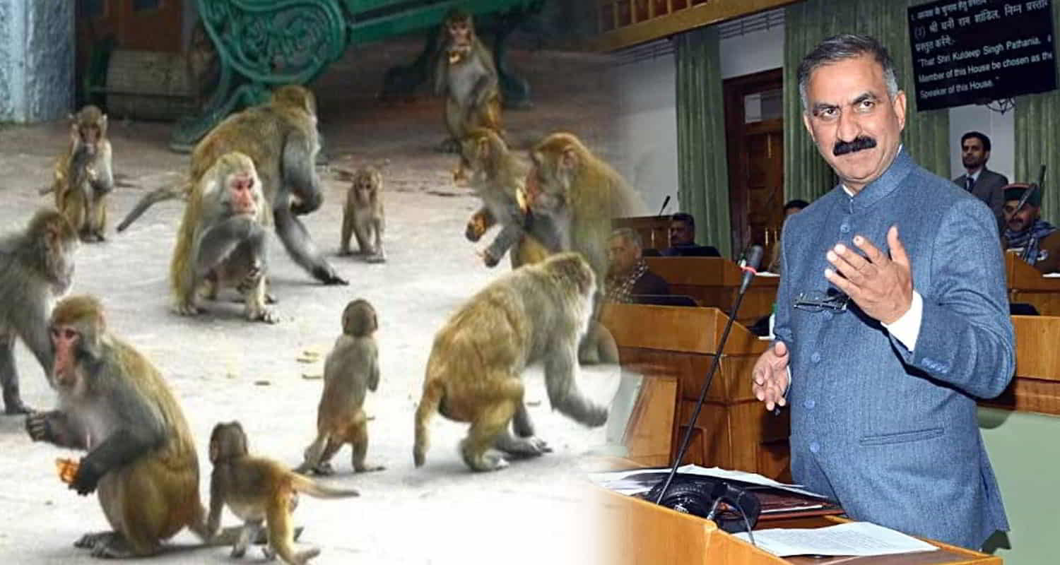 Himachal vidhansabha winter session cm sukhu to get rid of monkey problem