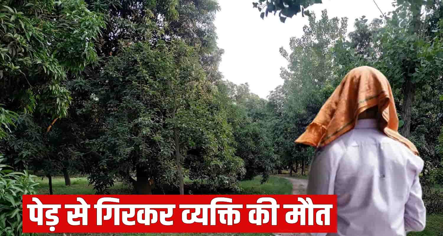 Man tree hamirpur nadaun himachal pradesh woods