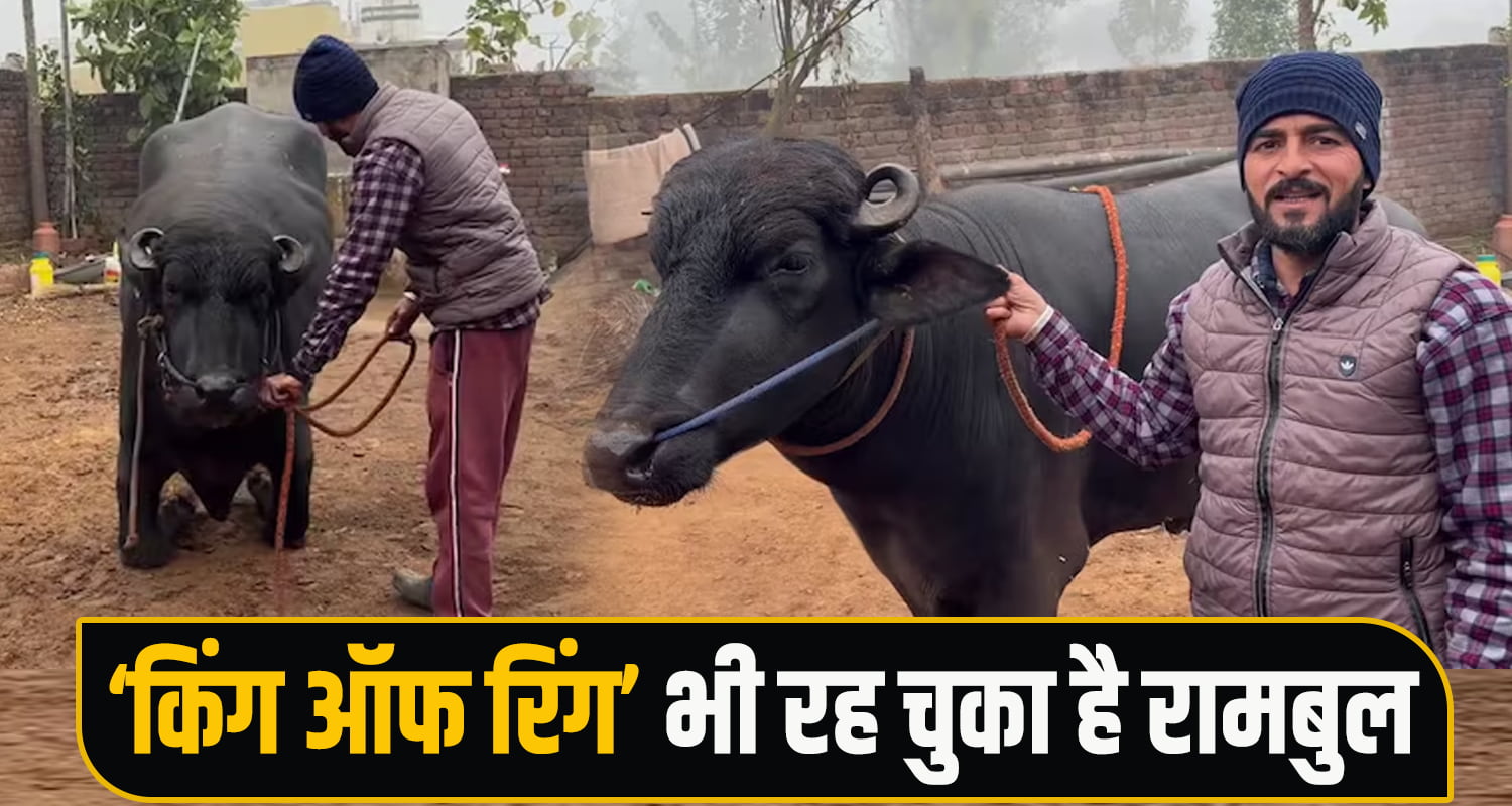 Male Buffalo Nalagarh