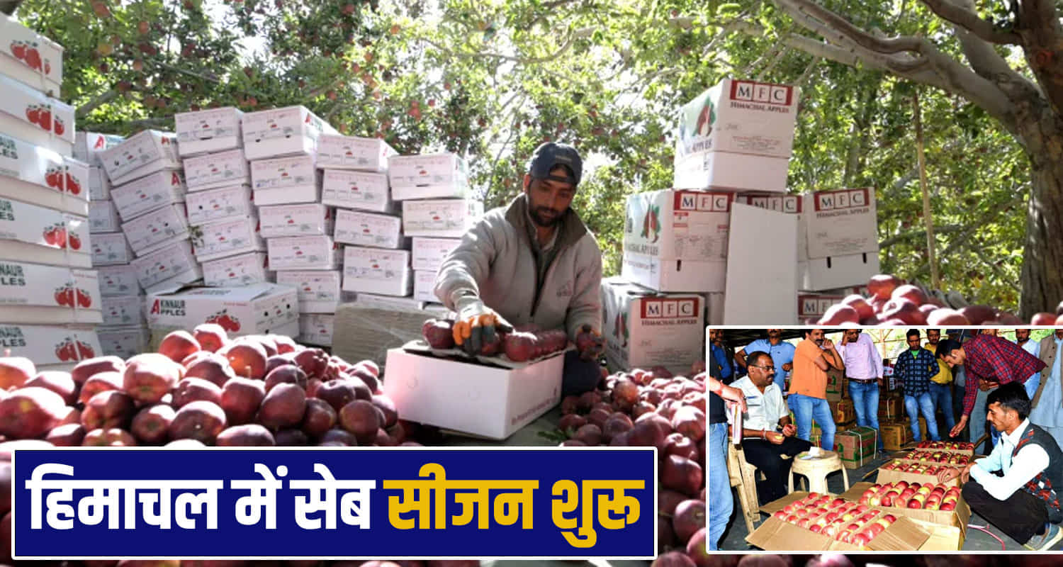 himachal apple season