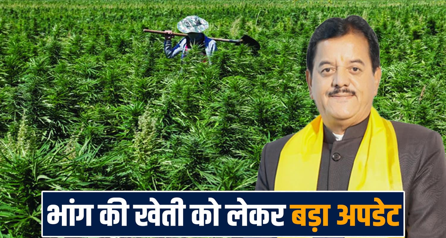 cannabis cultivation policy implemented license cctv monitoring sunder singh thakur sukhu government