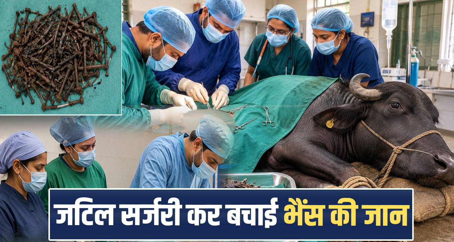 una himachal buffalo surgery veterinary doctors animal health haroli