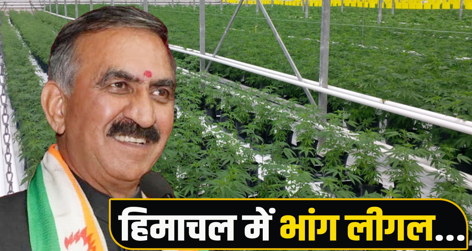 Cannabis Cultivation Himachal
