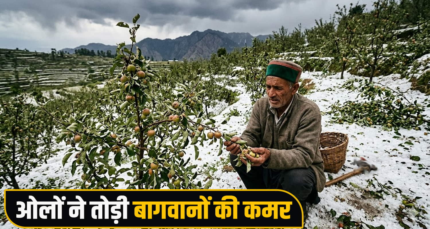 Himachal Weather Alert