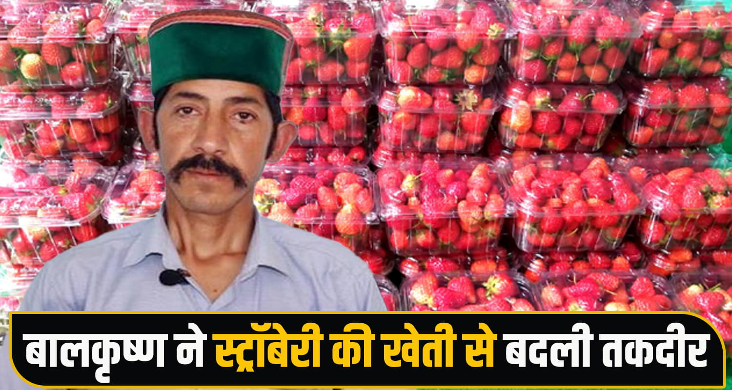 Mandi Karsog Strawberry Farming